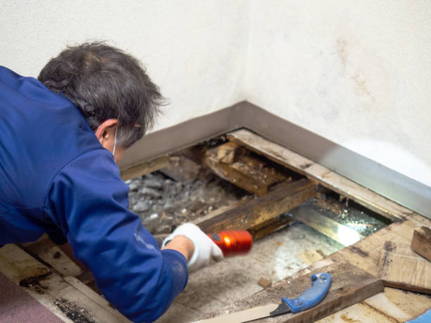 Best Toxic Mold Removal  in Meiners Oaks, CA