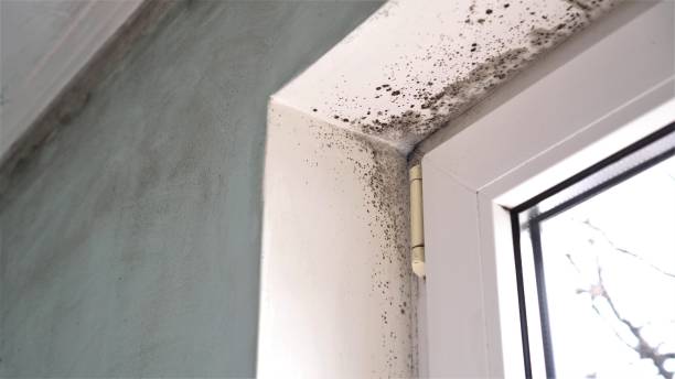Best Toxic Mold Removal  in Meiners Oaks, CA
