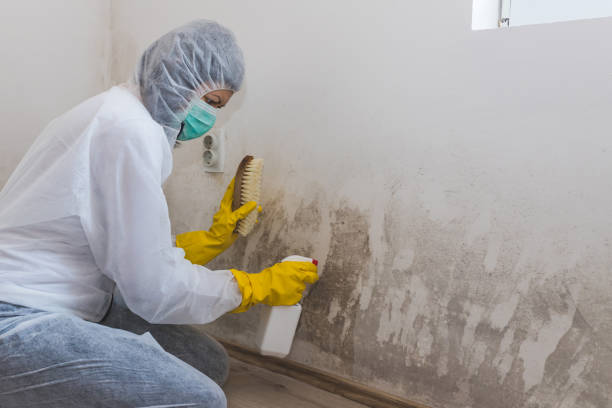 Best Mold Testing  in Meiners Oaks, CA