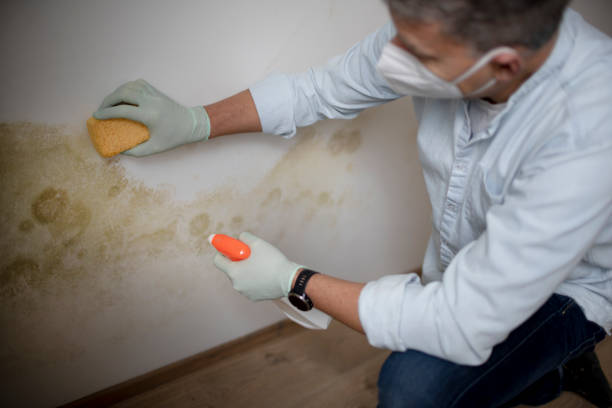 Best Fast Mold Removal  in Meiners Oaks, CA