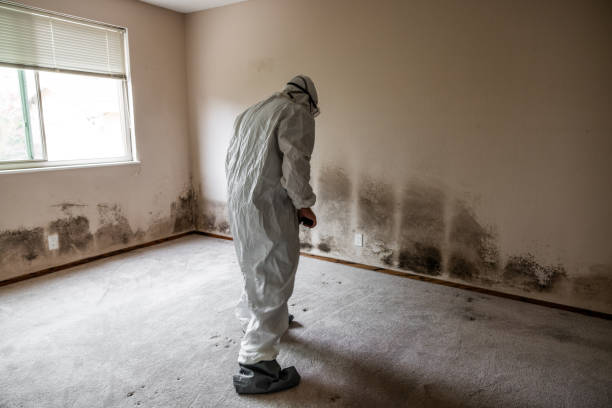 Best Office Mold Removal Services  in Meiners Oaks, CA