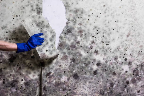 Best Local Mold Removal Service  in Meiners Oaks, CA