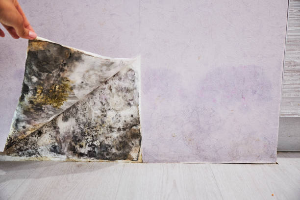 Best Residential Mold Removal  in Meiners Oaks, CA